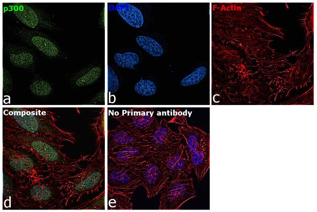 p300 Antibody in Immunocytochemistry (ICC/IF)