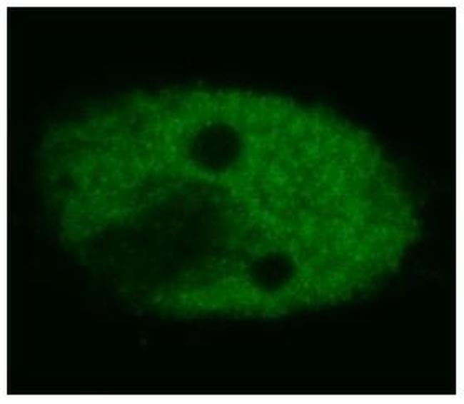 p53 Antibody in Immunocytochemistry (ICC/IF)