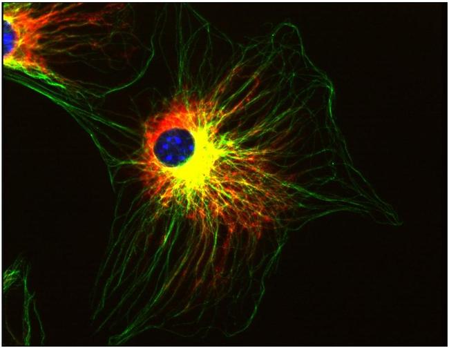 alpha Tubulin Antibody in Immunocytochemistry (ICC/IF)