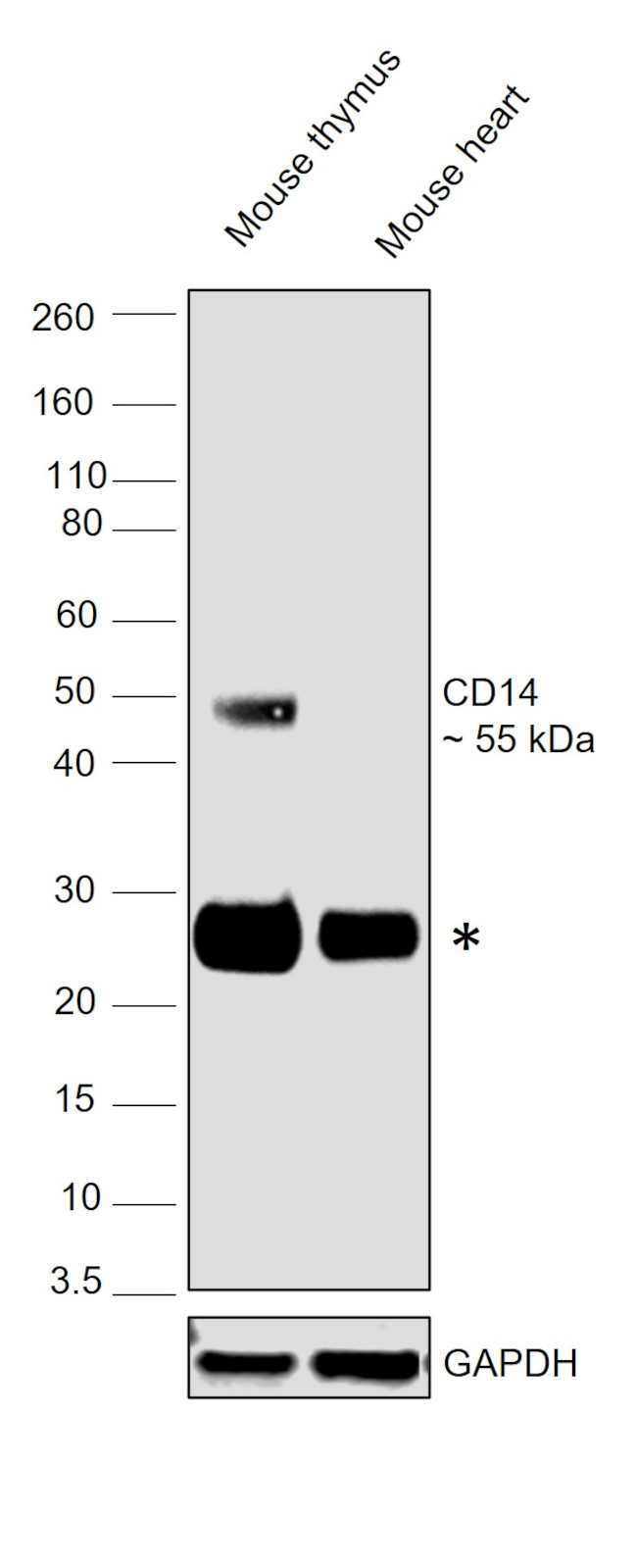 CD14 Antibody in Western Blot (WB)