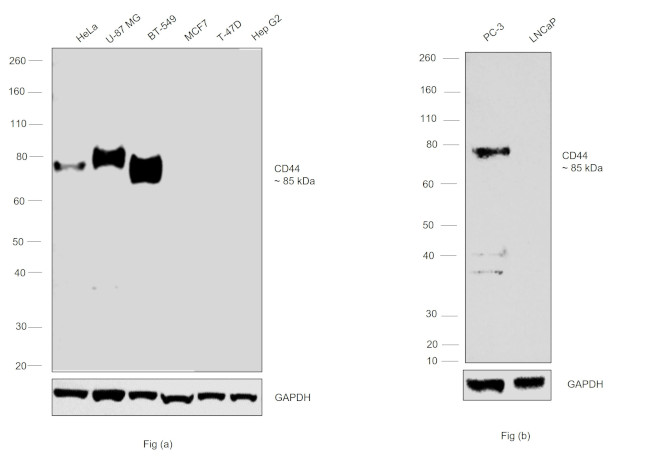 CD44 Antibody in Western Blot (WB)