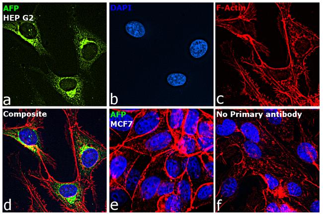 AFP Antibody in Immunocytochemistry (ICC/IF)