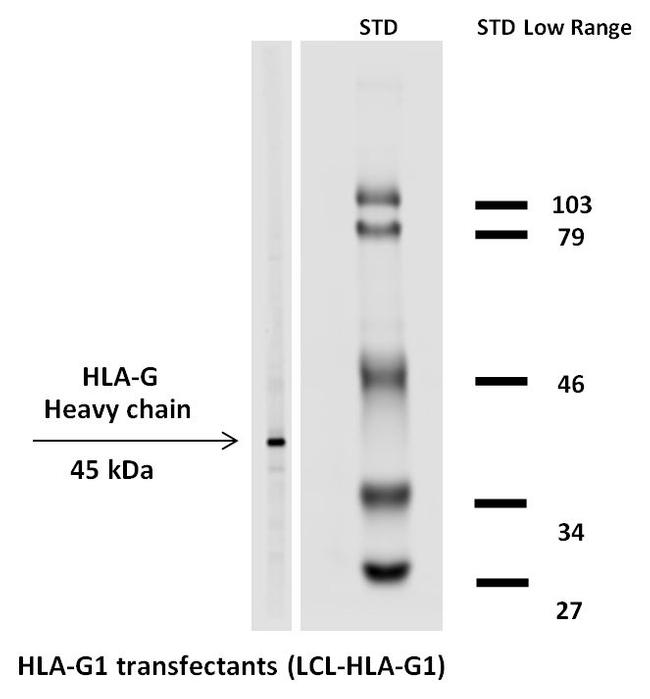 HLA-G Antibody in Western Blot (WB)