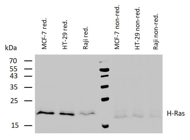 H-Ras Antibody in Western Blot (WB)