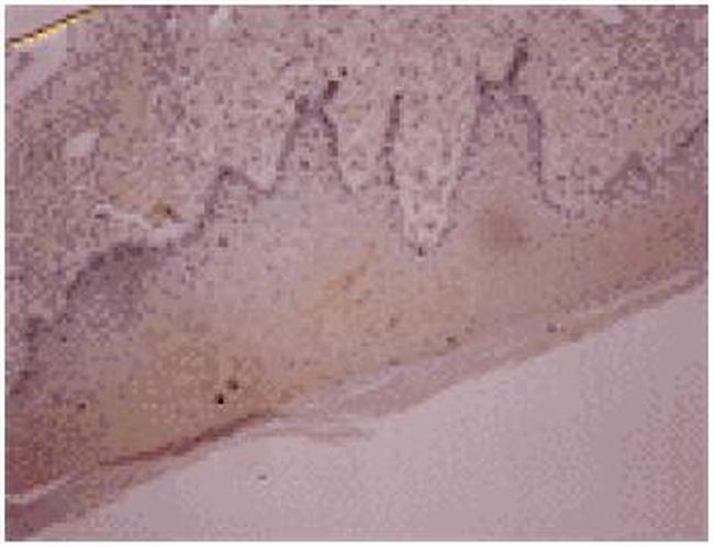 Osteocalcin Antibody in Immunohistochemistry (Paraffin) (IHC (P))