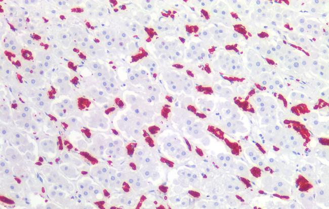 CD235a Antibody in Immunohistochemistry (Paraffin) (IHC (P))