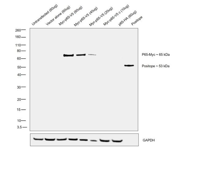 Myc Tag Antibody in Western Blot (WB)