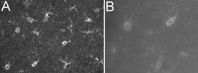 S100 Antibody in Immunohistochemistry - Free Floating (IHC (Free))