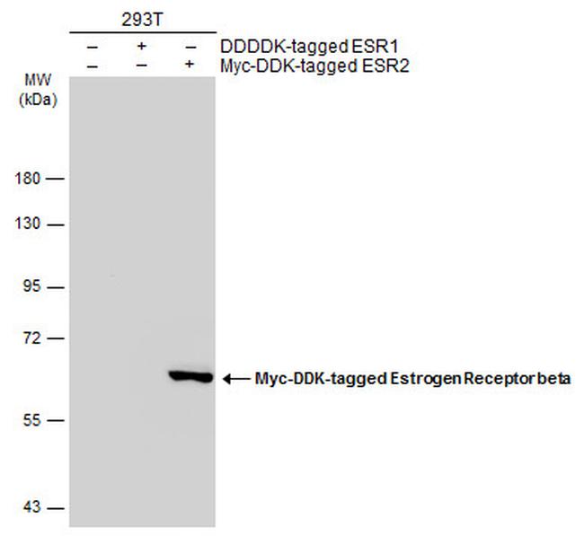 Estrogen Receptor beta Antibody in Western Blot (WB)