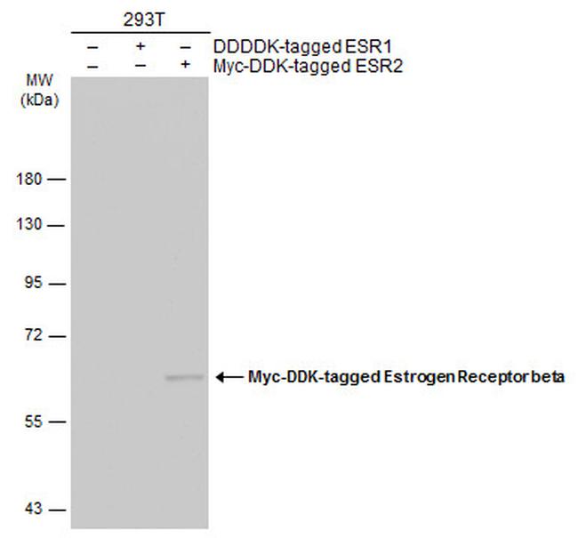 Estrogen Receptor beta Antibody in Western Blot (WB)