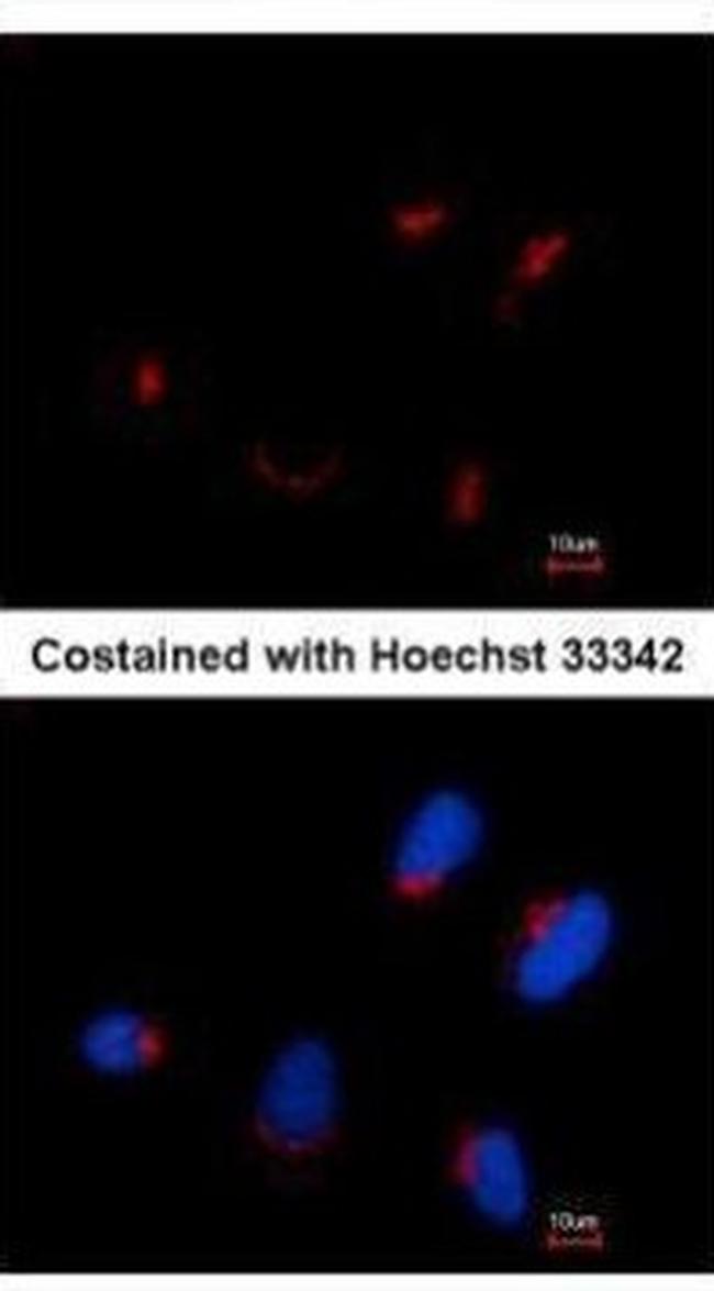 TRIP230 Antibody in Immunocytochemistry (ICC/IF)