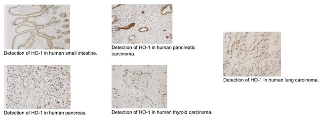 HMOX1 Antibody in Immunohistochemistry (Paraffin) (IHC (P))