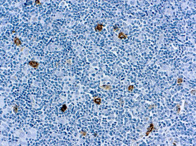 CD15 Antibody in Immunohistochemistry (Paraffin) (IHC (P))