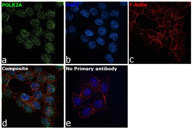 POLR2A Antibody in Immunocytochemistry (ICC/IF)