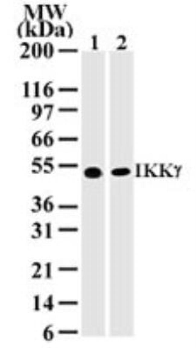 IKK gamma Antibody in Western Blot (WB)