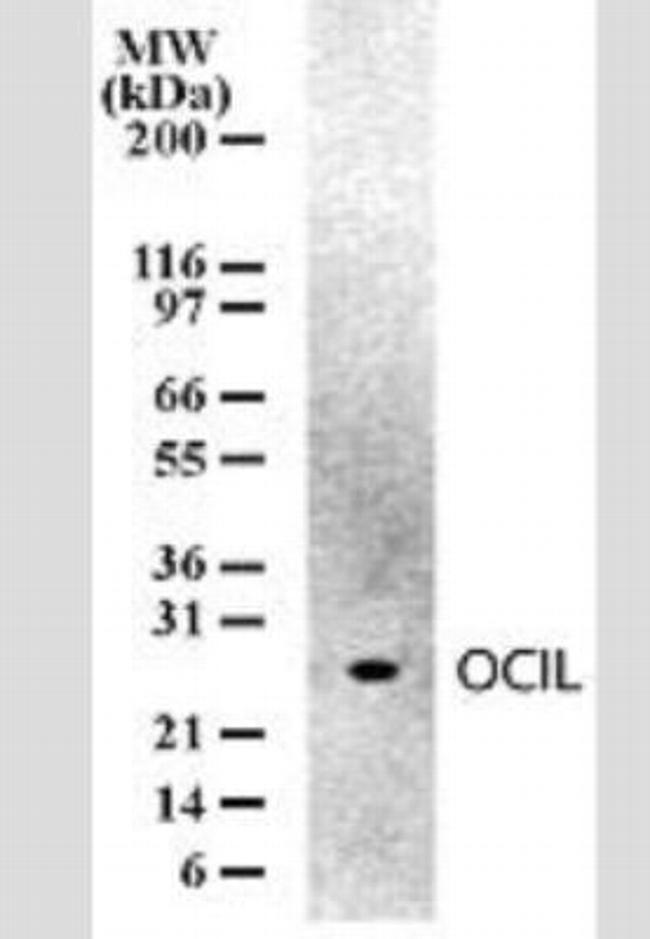 CLEC2D Antibody in Western Blot (WB)