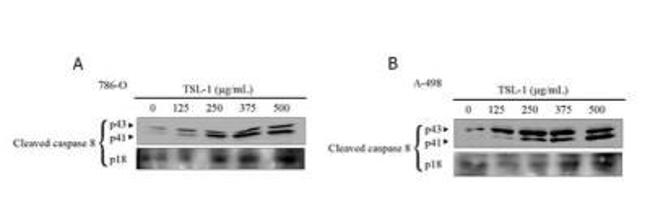 Caspase 8 Antibody in Western Blot (WB)