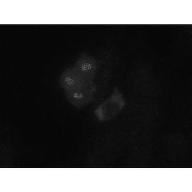 Bub1 Antibody in Immunocytochemistry (ICC/IF)