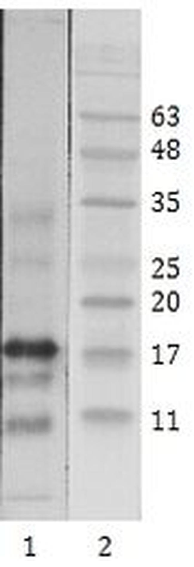 HIV1 Tat Antibody in Western Blot (WB)