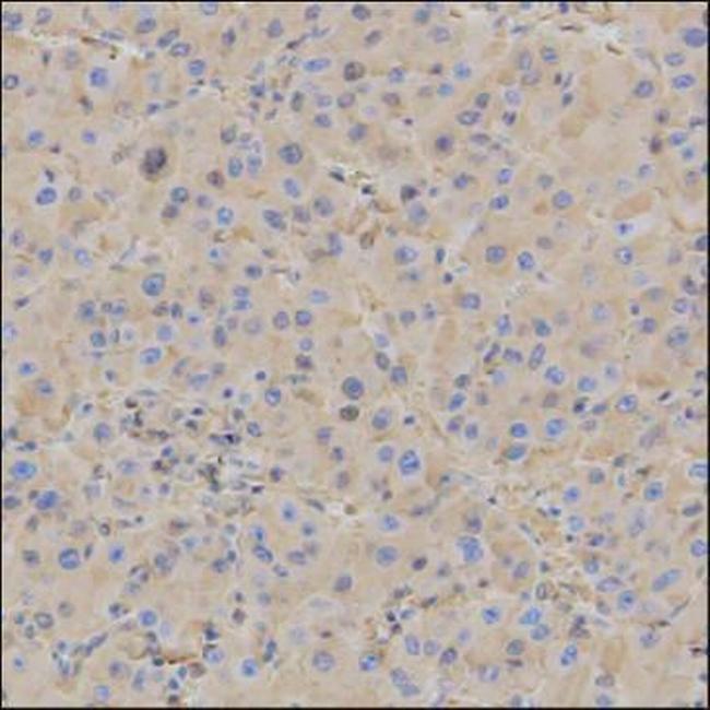 Human Serum Albumin Antibody in Immunohistochemistry (Paraffin) (IHC (P))