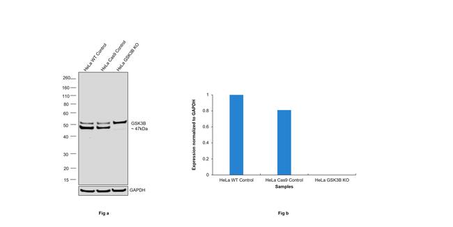 GSK3B Antibody in Western Blot (WB)