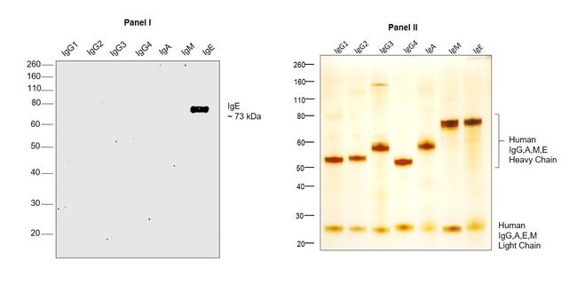 Human IgE Secondary Antibody in Western Blot (WB)