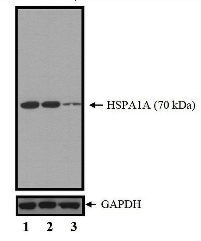 HSP70 Antibody