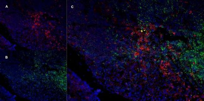 CD11b/c Antibody in Immunohistochemistry (Frozen) (IHC (F))