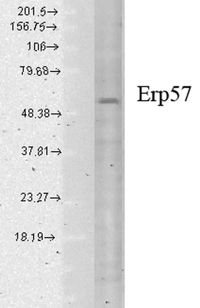 ERp57 Antibody in Western Blot (WB)