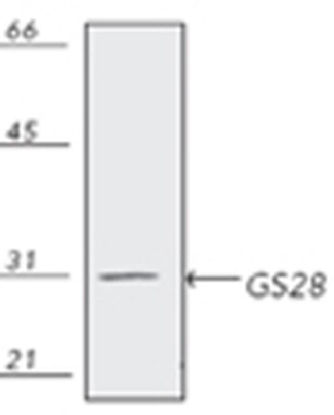 GOSR1 Antibody in Western Blot (WB)