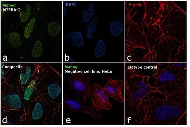 Nanog Antibody in Immunocytochemistry (ICC/IF)