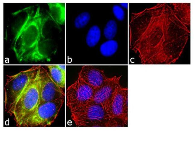 RALBP1 Antibody in Immunocytochemistry (ICC/IF)