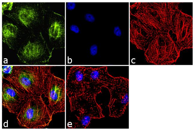 Cytohesin 1 Antibody in Immunocytochemistry (ICC/IF)