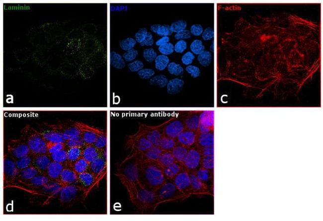 Laminin Antibody in Immunocytochemistry (ICC/IF)