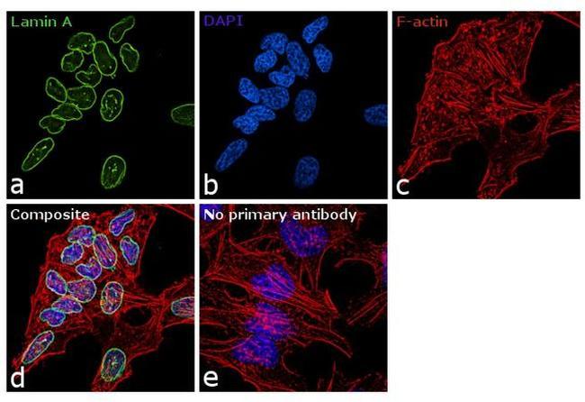 Lamin A Antibody in Immunocytochemistry (ICC/IF)