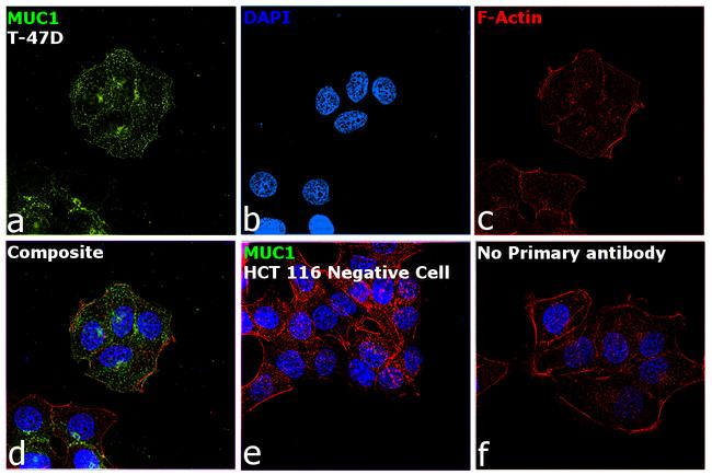 MUC1 Antibody in Immunocytochemistry (ICC/IF)