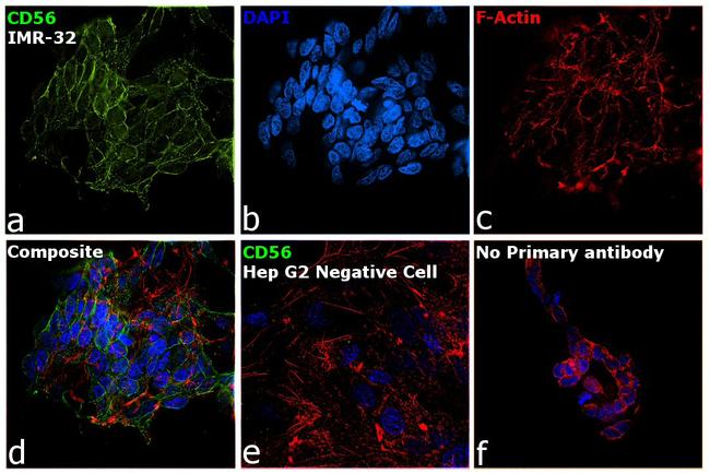 CD56 Antibody in Immunocytochemistry (ICC/IF)