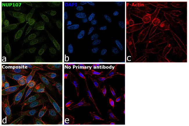 NUP107 Antibody in Immunocytochemistry (ICC/IF)