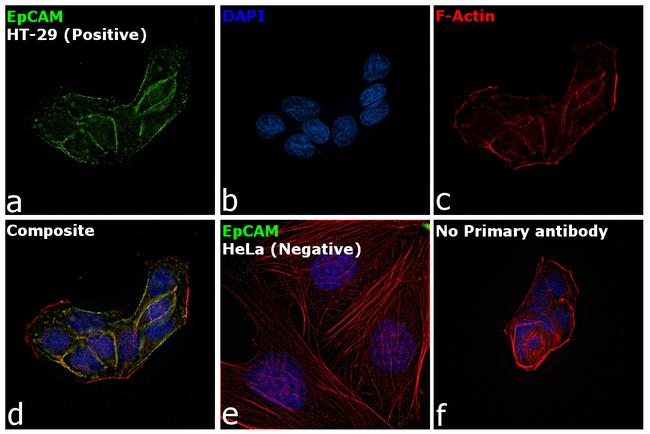 EpCAM Antibody in Immunocytochemistry (ICC/IF)