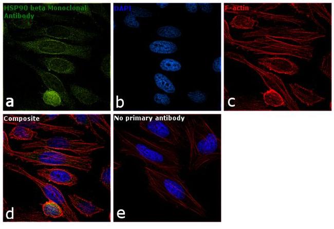 HSP90 beta Antibody in Immunocytochemistry (ICC/IF)