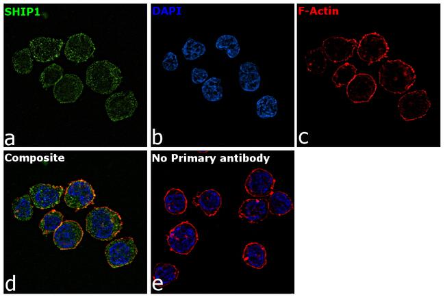 SHIP1 Antibody in Immunocytochemistry (ICC/IF)