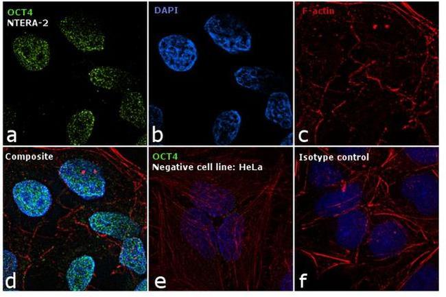 OCT4 Antibody in Immunocytochemistry (ICC/IF)