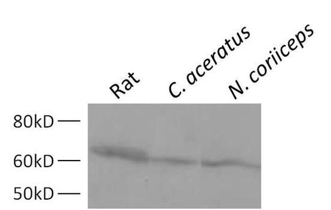 HSC70 Antibody in Western Blot (WB)