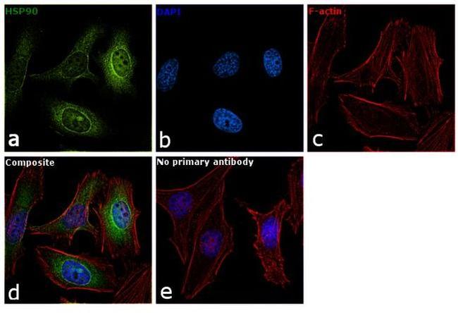 HSP90 beta Antibody in Immunocytochemistry (ICC/IF)