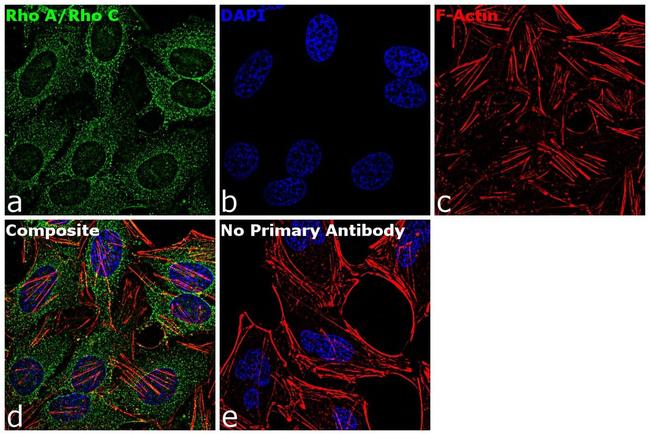 RhoA/RhoC Antibody in Immunocytochemistry (ICC/IF)