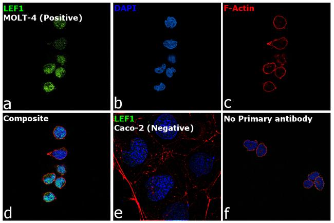 LEF1 Antibody in Immunocytochemistry (ICC/IF)