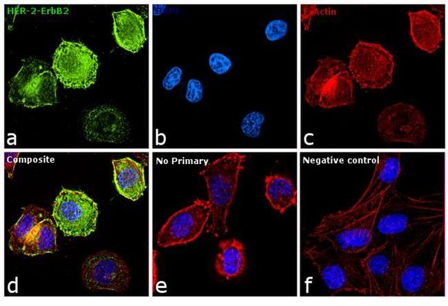 ErbB2 (HER-2) Antibody in Immunocytochemistry (ICC/IF)