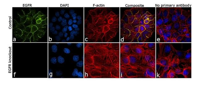 EGFR Antibody in Immunocytochemistry (ICC/IF)