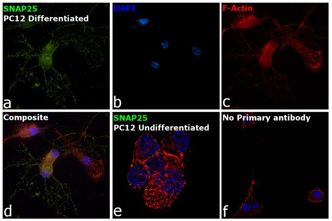 SNAP25 Antibody in Immunocytochemistry (ICC/IF)