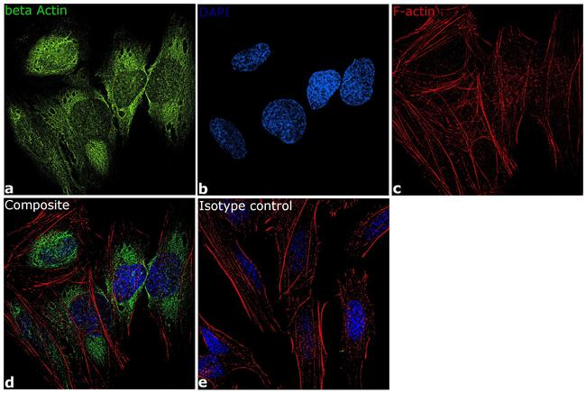 beta Actin Antibody in Immunocytochemistry (ICC/IF)